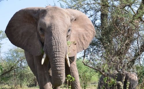 タイ航空とマイレージ