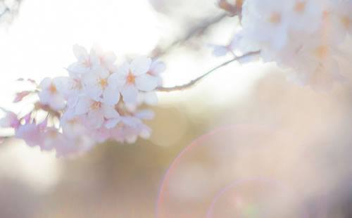 マイルキャンペーンを比較　JAL、ANA、デルタ航空のキャンペーン内容は