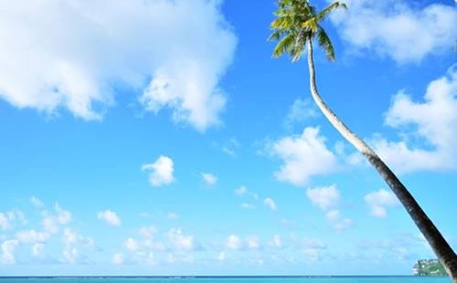 JALとANAがキャンペーンを実施　ディスカウントマイルで特典航空券を提供